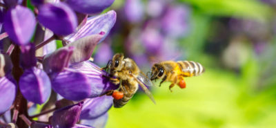 Bienen an einer Blüte